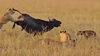 Lions Vs Buffalo Momma