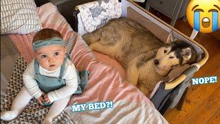 Baby Gets Angry When Stubborn Husky Refuses To Get Out Of Her Bed!!. [CUTEST VIDEO EVER!!]