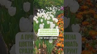 Проращивать семена или сразу сажать? Читайте описание