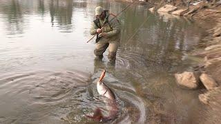 Pecanje mladice u Sloveniji reka Ljubljanica - Varaličarenje | Hucho Hucho Danube salmon FULL VIDEO