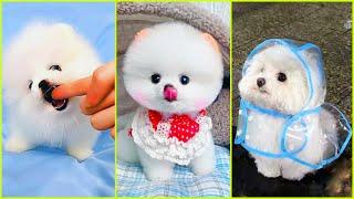 Tiny Pomeranians, Big Cuteness Overload!  Phốc Sóc Nhỏ Nhắn Nhưng Siêu Siêu Dễ Thương! #603