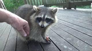 Teenaged Raccoon visit in the Day Light