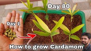 How to grow Cardamom from seeds, How to grow elaichi