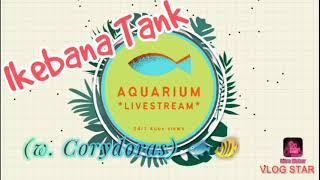 *IKEBANA TANK* (with Corydoras)
