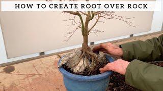 How to Create Root Over Rock Bonsai - Maple