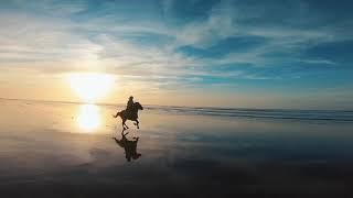 Ultimate best Compilation N1 amazing horses galloping during sunset مقطع للخيول : الحلم المغربي