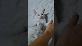 #kedi #kediler #kedivideoları #hayvansever #hayvanlar #hayvan #komik #komikvideo #komikvideolar #cat