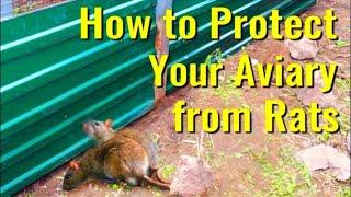 How to Protect Your Aviary from Rats