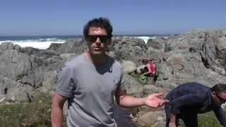 Rodolfo Guzmán from Boragó foraging the Chilean coast