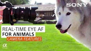 Real-Time Animal Eye AF and Tracking: Animal Photography | Sony Alpha Universe