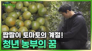 짭짤이 토마토의 계절! 청년 농부의 꿈도 함께 익어갑니다  | KBS 230330 방송