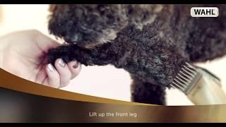 WAHL - Dog Clipping Tutorial