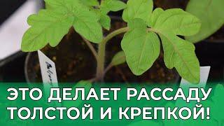 КОРМЛЮ ЭТИМ РАССАДУ ДЛЯ ТОЛСТЫХ И КРЕПКИХ РАСТЕНИЙ ТОМАТА! ЛУЧШАЯ ПОДКОРМКА ДЛЯ РАССАДЫ