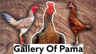 Gallery Of Pama