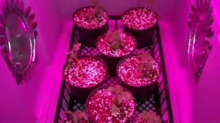 LED Grow Light Experiment