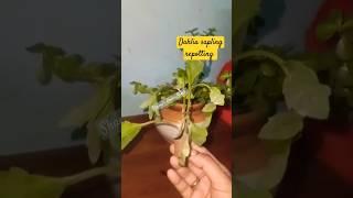 Dahlia sapling repotting's complete method !! #shorts #ytshorts #repot  #dahlia #shortsfeed