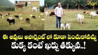 Punganur Cow | ఈ ఆవులు అపార్ట్మెంట్‌లో కూడా పెంచుకోవచ్చు.. కుక్క కంటే ఖర్చు తక్కువ..!   Tone Agri