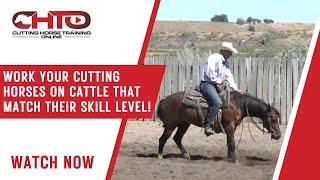 Work Your Cutting Horses On Cattle That Match Their Skill Level!