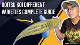 Doitsu Koi Complete Guide To The Beautiful Koi Doitsu Variety