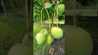 The Indian Manggo in the Philippines!