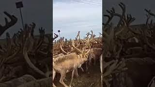 Пастух на железном коне перегоняет стадо северных оленей