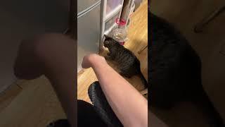 Rebel cat #pet #cats #lovecat #fyp #funnycat #funnyvideos #funny #funnyvideo