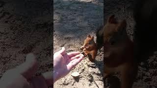 Белочка с острова Ягры