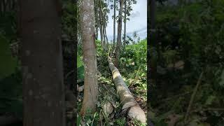 Balsawood tree log cutting Ulatawa PNG