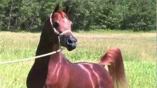 US National Champion Arabian stallion, Legacys Renoir+