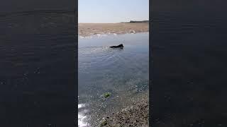 My dog thinks that this is how to catch fish. Filmmywalkies #mydog #labradorlife