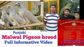 Malwai pigeon || Abusalam Sardar pigeon Loft.