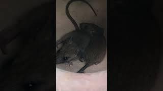 Nature #Mouse #Love #Rats #Vibes #CoupleGoals #Trending #TrendindingShorts #Shorts #Travel #Sukoon