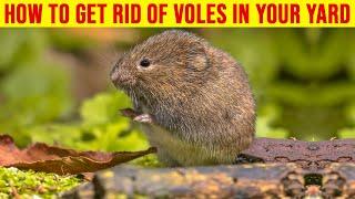 How to Get Rid of Voles in Your Yard - 7 Best Ways to Get Rid of Voles