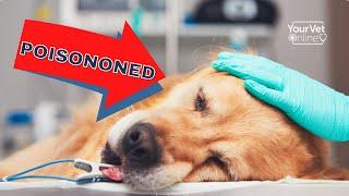 Top Signs Your Dog Is Poisoned | Poisoning Symptoms In Dogs