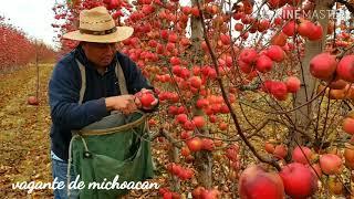 Como piscar manzana con tijera o sin tijera en Washington us