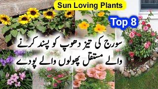 Top  8  Sun Loving Flowering Plants/Permanent Flowering plants/Plants From Cuttings