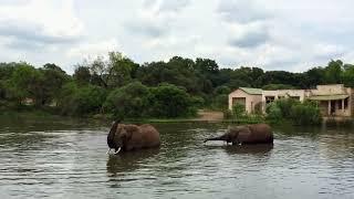 Elephant family having a bath in a lake 