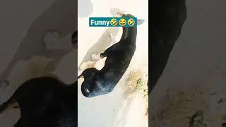 Steve Dom dom dog's||Her name is Madeni, it's too funny