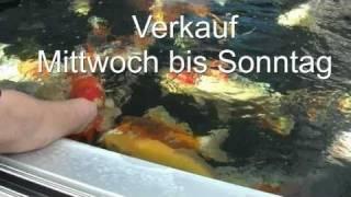 Koizucht, Koi Verkauf Schweiz, Koi Shop im Emmental