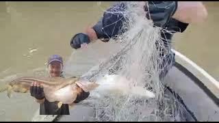 Memburu ikan tapah di sungai selangor #lubuk ikan tapah