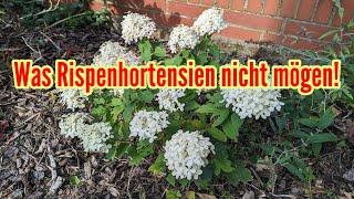 Was Rispenhortensien nicht mögen! Diese FEHLER bei Rispen-Hortensien vermeiden