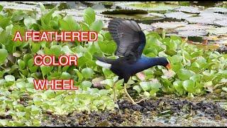 Purple Gallinules: NARRATED