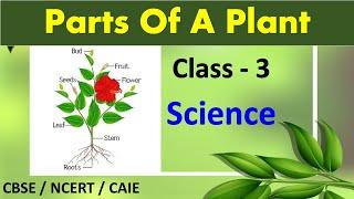 Parts of a Plant | Class 3 Science | CBSE / NCERT / CAIE |  PARTS OF A PLANT