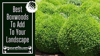 Best Boxwoods to Add to Your Landscape | NatureHills.com