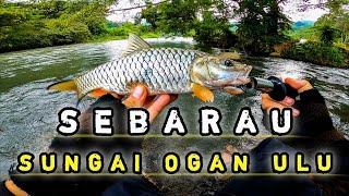 CASTING IKAN HAMPALA SUNGAI OGAN BATURAJA DI AKHIR TAHUN 2021 | ULTRALIGH FISHING