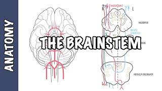 The Brainstem Clinical Anatomy - Rule of 4's, midbrain, medulla, pons