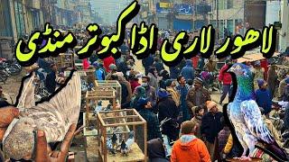 لاہور لاری اڈا کبوتر منڈی - Lahore Lari Adda Kabootar Mandi Latest Update