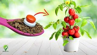 5 MIRACLES OF ASPIRIN TABLET IN GARDENING | USES OF ASPIRIN ON PLANTS