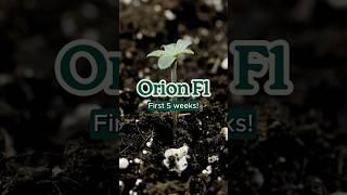 Orion F1 Grow Report by Royal Queen Seeds