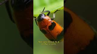 Step into a world that most eyes miss. The #7Artisans 60mm F2.8 Macro 2X lens.